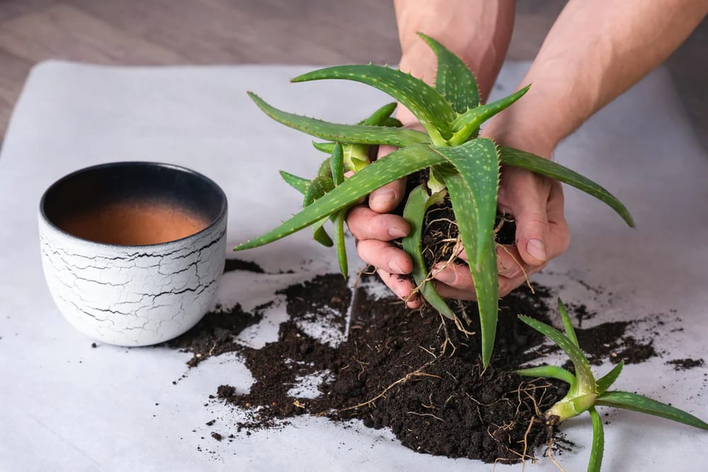 Warum Aloe First die erste Wahl für Unabhängige Distributoren von Forever Living Products ist