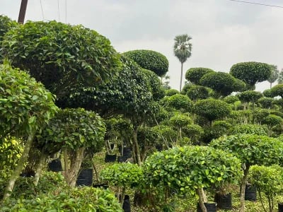 Kugelahorn oder Kugelamberbaum – Unterschiede und Gemeinsamkeiten