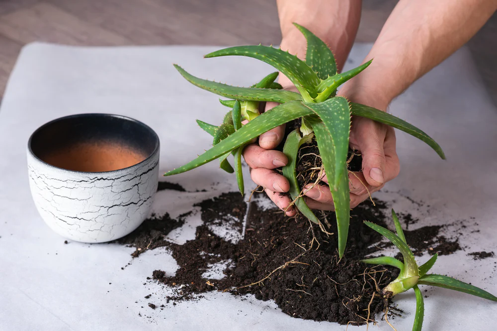 Warum Aloe First die erste Wahl für Unabhängige Distributoren von Forever Living Products ist